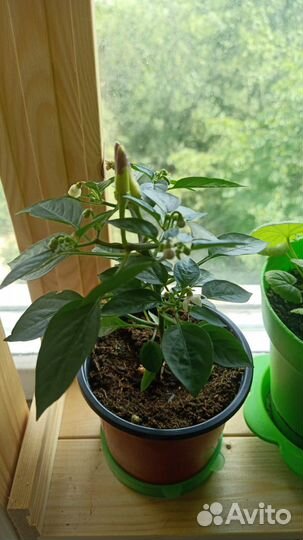 Перец комнатный декоративный