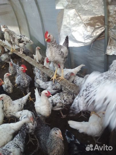 Петушки молодые 4 мес
