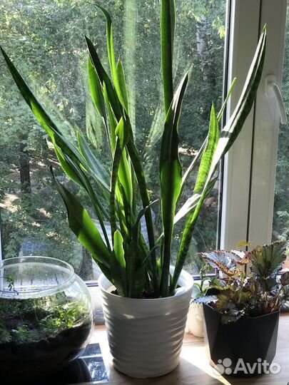 Сансевиерия Зелайника