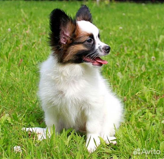 Рыжая красотка