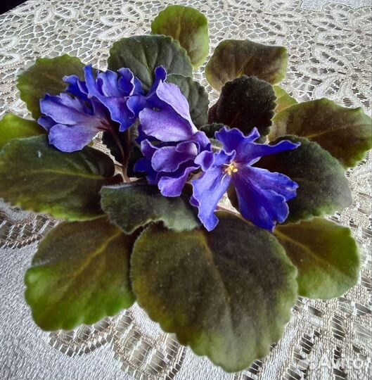 Фиалка ле-Арамис