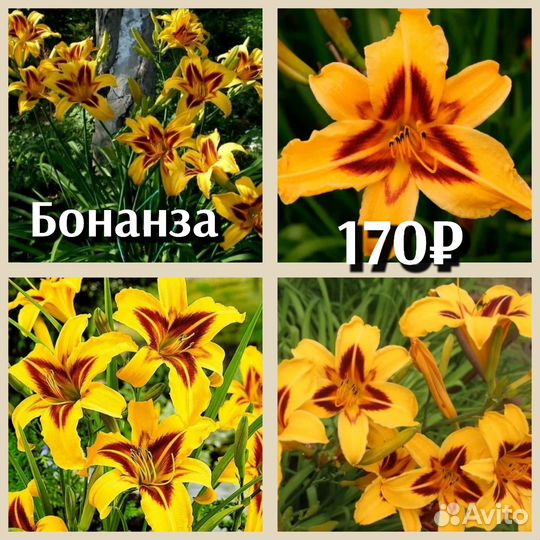 Лилейник 170