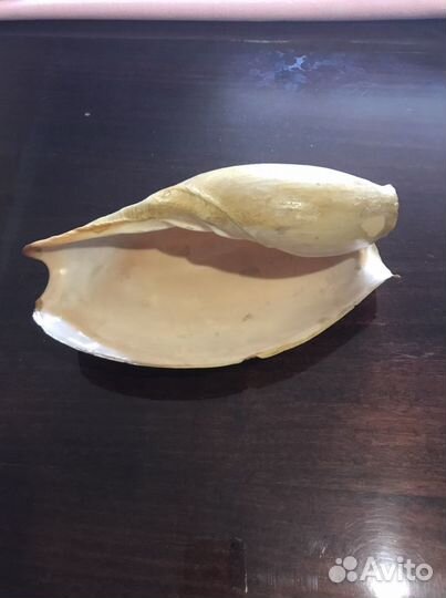 Морские ракушки