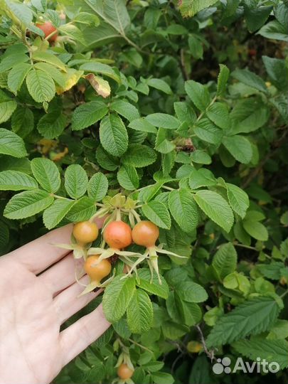 Ирга, барбарис и шиповник