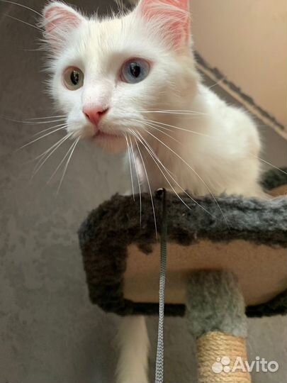 Кошечка ищет дом