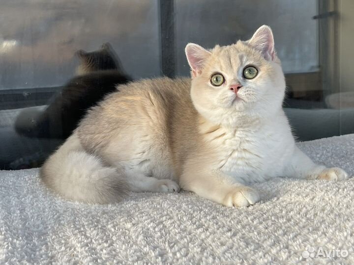 Британские шиншилы