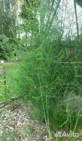 Спаржа (аспарагус)