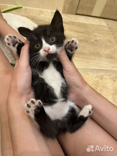 Котенок девочка Бэтмэн