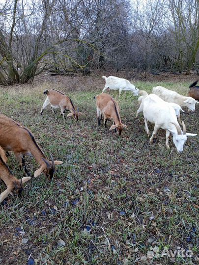 Мясо козлятина