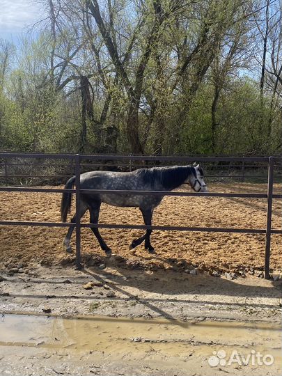 Жеребец орловский рысак
