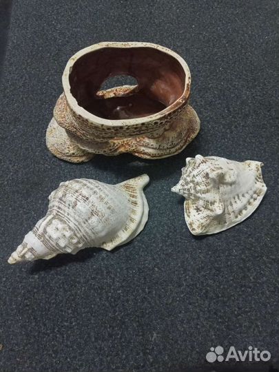 Морские ракушки раковины