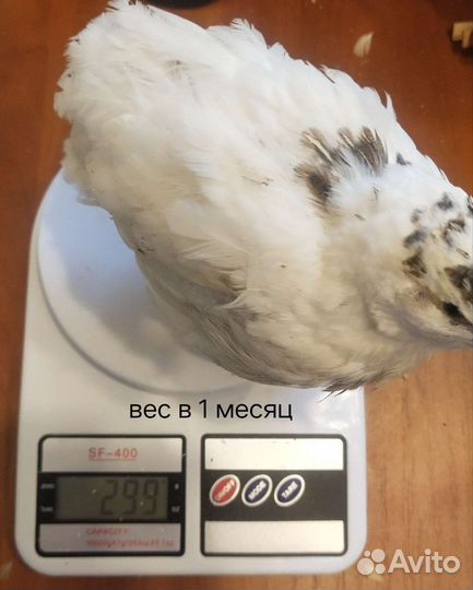 Перепелиное инкубационное яйцо