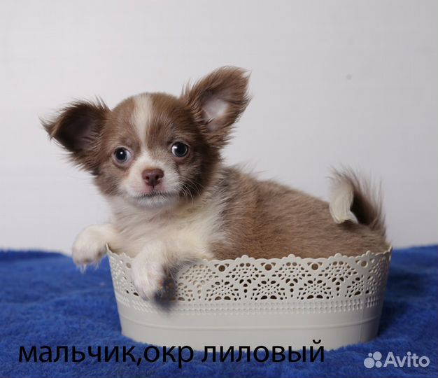 Щенки чихуахуа