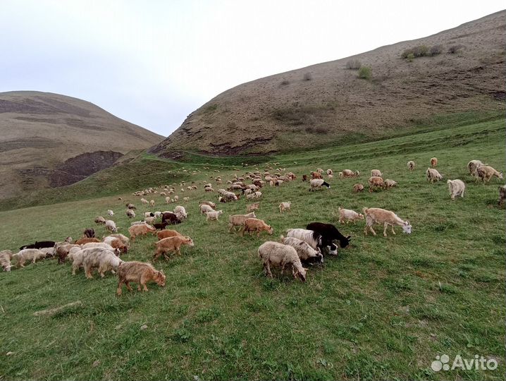 Овцы ягнята козы козлята