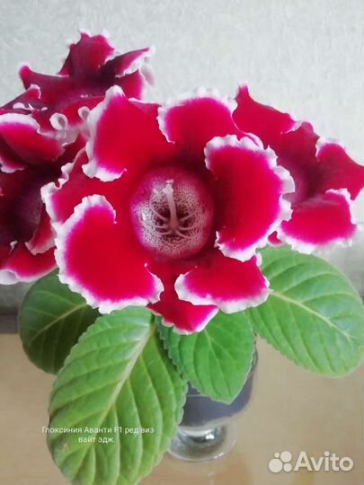 Глоксинии сортовые