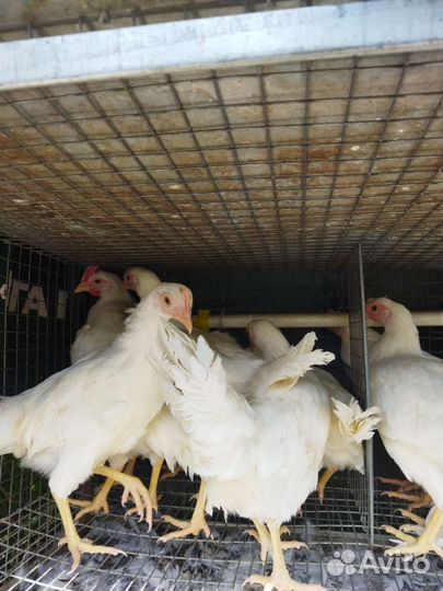 Куры несушки Белый Леггорн, Декалп