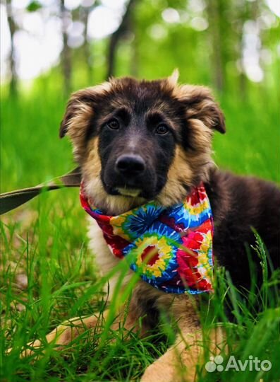 Очаровательный щенок из приюта ищет родитеоей