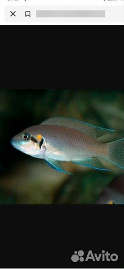 Принцесса Бурунди