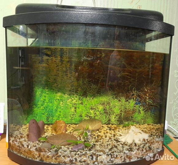 Аквариум