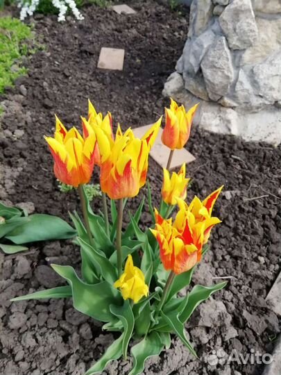 Первоцветы