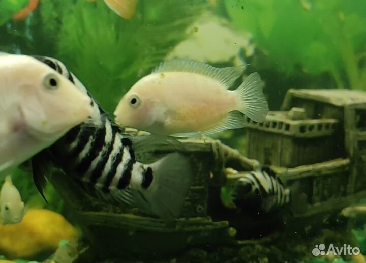 Цихлиды белые и чернополосые