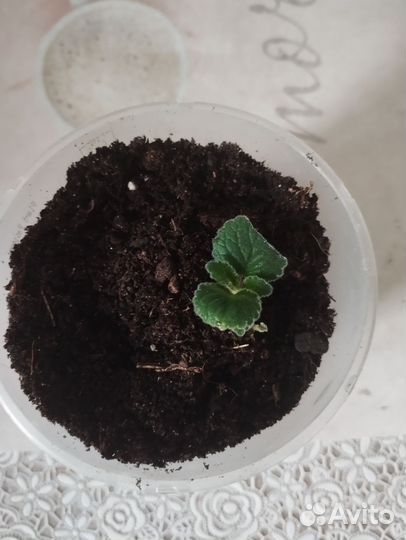 Тидея розовая