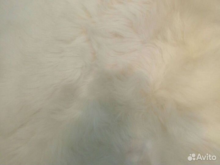 Шкура натуральная из овчины