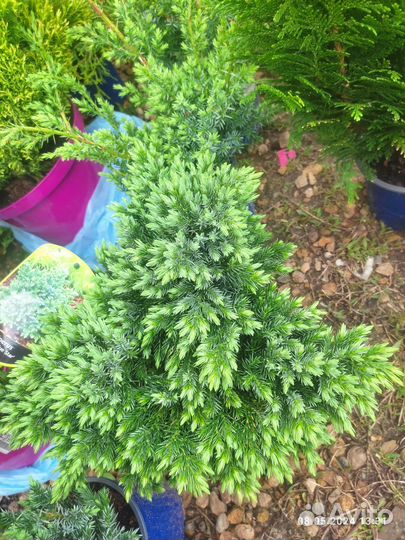 Туи можжевельники