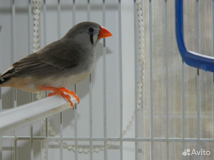 Зебровые амадины