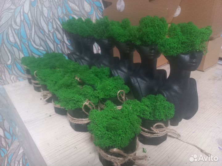 Стабилизированный мох в кашпо