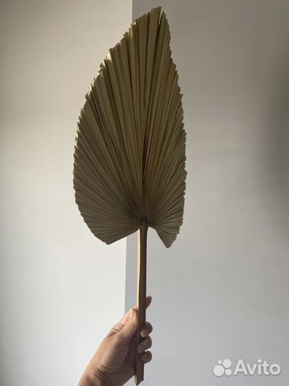 Листья Пальмы