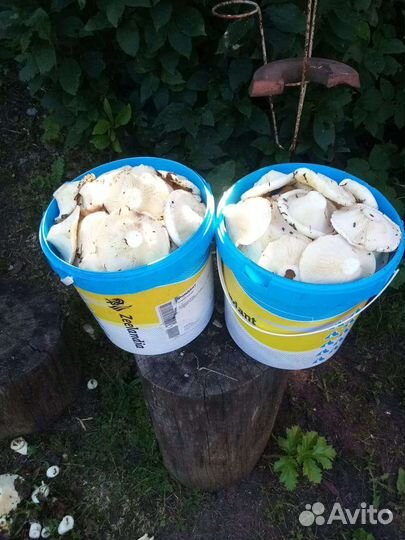 Продаю грузди, ведро 2000