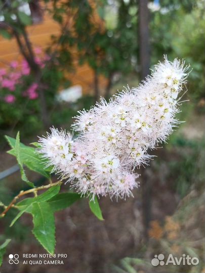 Спирея розовая, взрослый куст