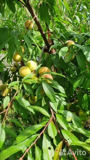 Саженцы персика и малины