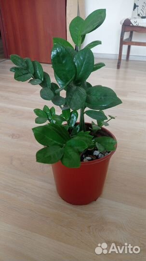 Замиокулькас