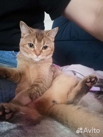 Кошка британская шиншилла