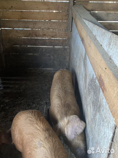 Свинка дюрок