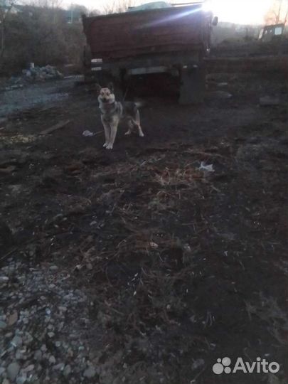 Запчасти на газ