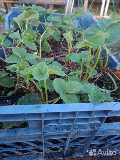 Рассада клубники Купчиха