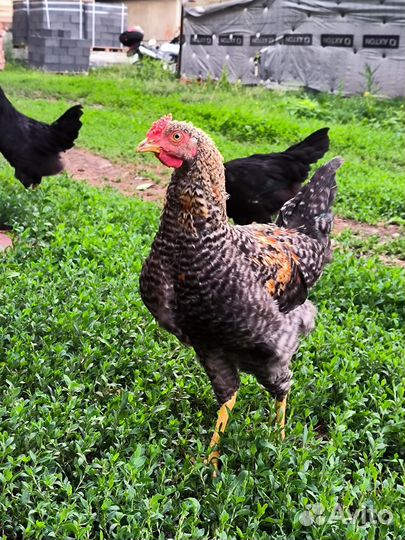 Молодые петушки, породы маран, синь-синь-дянь