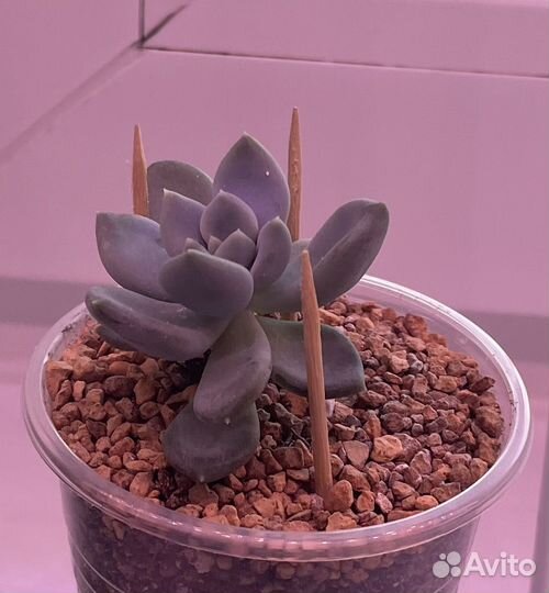 Эхеверия Азул