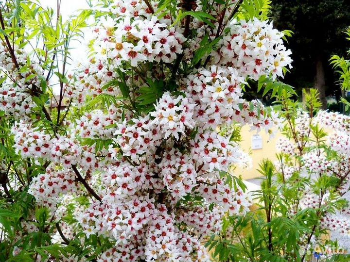 Чекалкин орех