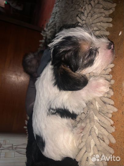 Маленькая собака