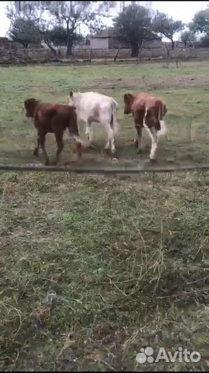 Телки 2023год