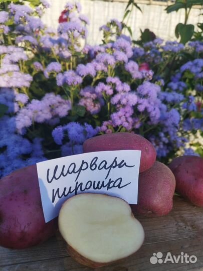 Семенной картофель