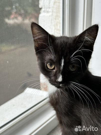 Котята бесплатно