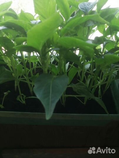 Рассада перца болгарского