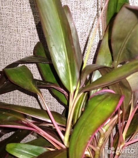 Кордилина Рэд Эйдж