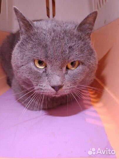 Найден молодой котик- британец. Дениска ищет дом