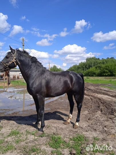 Жеребец орловский рысак